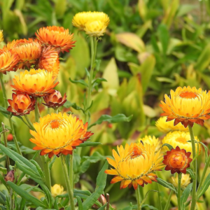 Strohblume