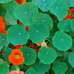 katermikesch-nasturtiums-1104757_1920