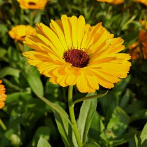 Ringelblume