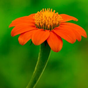 Mexikanische Sonnenblume