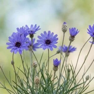 Rasselblume