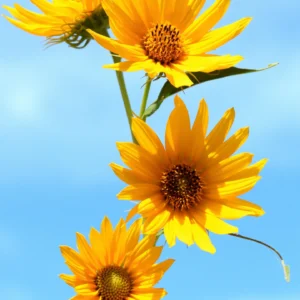 Sonnennblume Maximillian